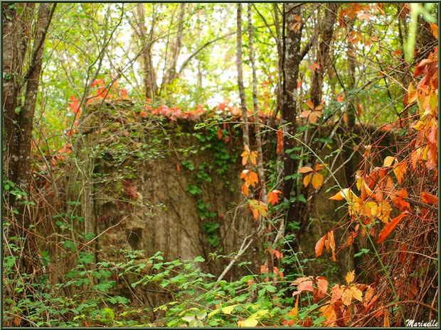 Ruines d'une ancienne ferme, au milieu des bois, envahies par la végétation automnale, forêt sur le Bassin d'Arcachon (33)