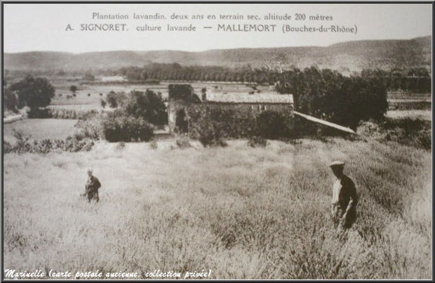 Champ de lavandin à Mallemort (carte postale ancienne, collection privée) 