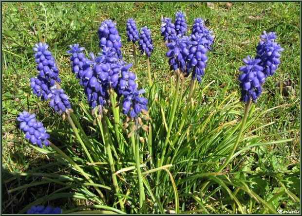 Muscari, flore Bassin d'Arcachon (33) 