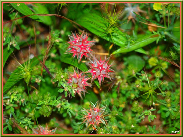 Trèfle étoilé (trifolium stellatum) en campagne à Saint Rémy de Provence, Alpilles (13) 