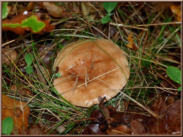 Lactaire Sanguin en forêt sur le Bassin d'Arcachon