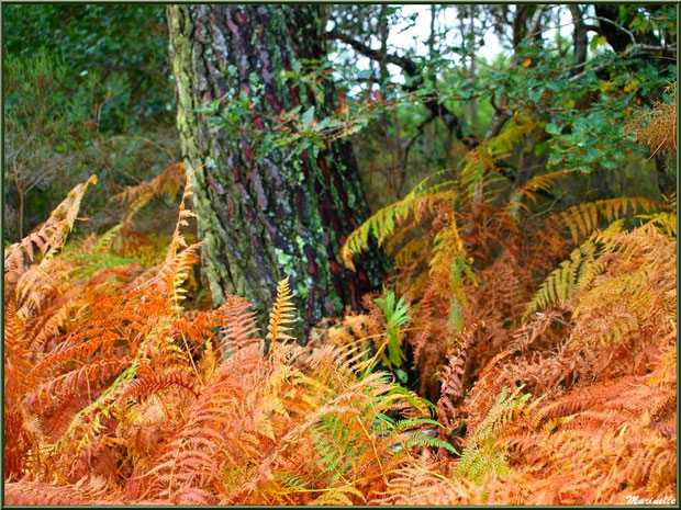 Fougères automnales en sous-bois, forêt sur le Bassin d'Arcachon (33)