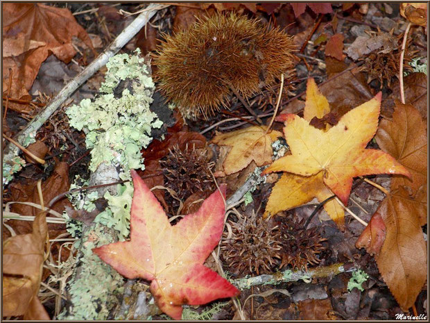 Bogues de Chataignier et de Liquidambar (ou Copalme d'Amérique) en harmonie automnale, forêt sur le Bassin d'Arcachon (33)