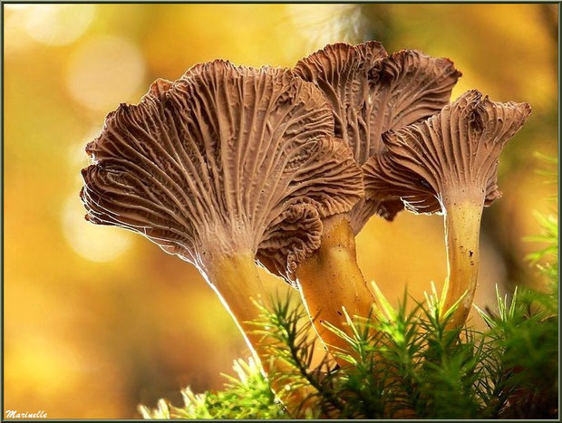 Chanterelles en forêt sur le Bassin d'Arcachon