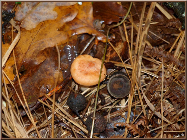 Lactaire Sanguin et calottes de glands en forêt sur le Bassin d'Arcachon