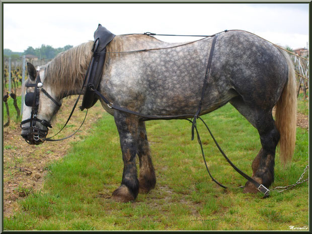 Un instant de repos pour "Cheval des Vignes", dans un vignoble à St Sulpice de Faleyrens (33) en avril 2012 