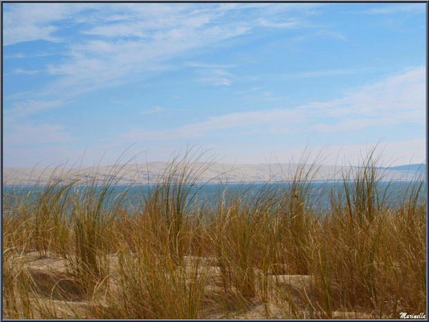 Oyats sur une dunette, en bordure de plage, au Cap-Ferret (à l'horizon, la Dune du Pyla), flore Bassin d'Arcachon (33)