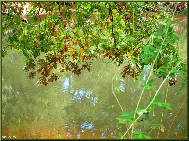 Branche de chêne, verdure et reflets en en bordure de La Leyre, Sentier du Littoral au lieu-dit Lamothe, Le Teich, Bassin d'Arcachon 