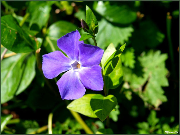 Pervenche en fleurs à la Pisciculture des Sources à Laruns, Vallée d'Ossau (64) 