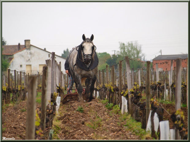 "Cheval des Vignes"au labour dans un vignoble à St Sulpice de Faleyrens (33) en avril 2012 