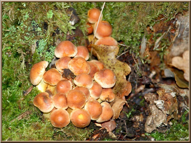 Hypholomes en Touffe au creux d'un tronc moussu en forêt sur le Bassin d'Arcachon