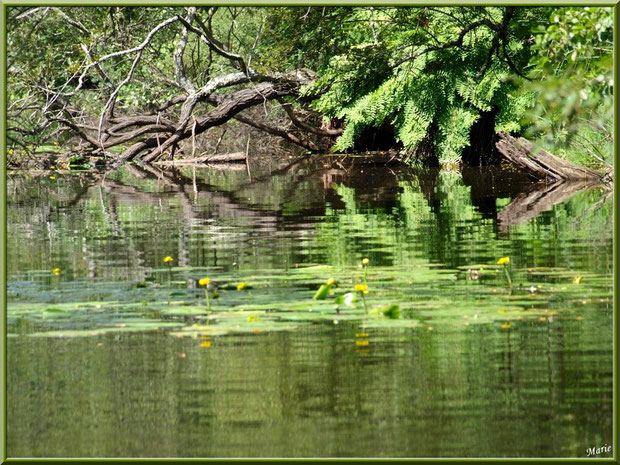 Nénuphars et reflets dans le Canal des Landes au Parc de la Chêneraie à Gujan-Mestras (Bassin d'Arcachon)