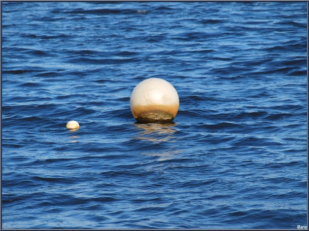 Corps mort et son bébé (Claouey, Bassin d'Arcachon)