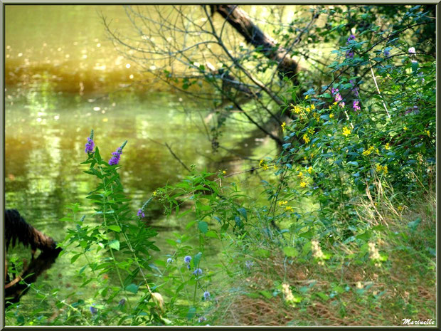 Méli-mélo floral et reflets en bordure de La Leyre, Sentier du Littotal au lieu-dit Lamothe, Le Teich, Bassin d'Arcachon (33)