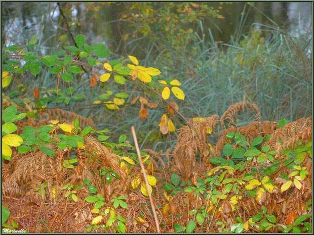 Végétation automnale en bordure du Canal des Landes au Parc de la Chêneraie à Gujan-Mestras (Bassin d'Arcachon), après ondée