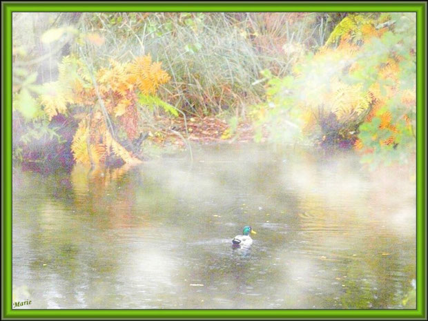 Canard Colvert dans la brume au fil du Canal des Landes automnal au Parc de la Chêneraie à Gujan-Mestras (Bassin d'Arcachon)