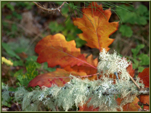 Mousse des Chênes ou Evernia Prunastri sur fond de feuilles de chêne automnales en forêt sur le Bassin d'Arcachon