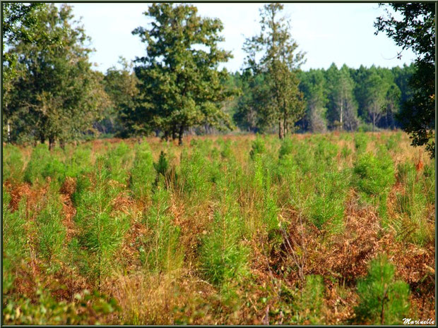 Reboisement d'une forêt de pins maritimes après la tempête Klaus (janvier 2009), forêt sur le Bassin d'Arcachon (33)