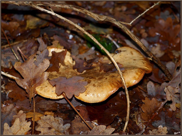 Lactaire Velouté caché sous feuilles de chêne en forêt sur le Bassin d'Arcachon