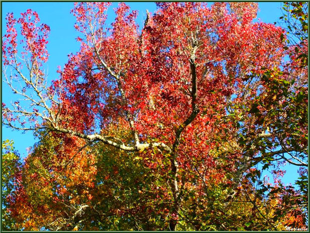 Chênes et Liquidambar (ou Copalme d'Amérique) aux couleurs automnales, forêt sur le Bassin d'Arcachon (33)