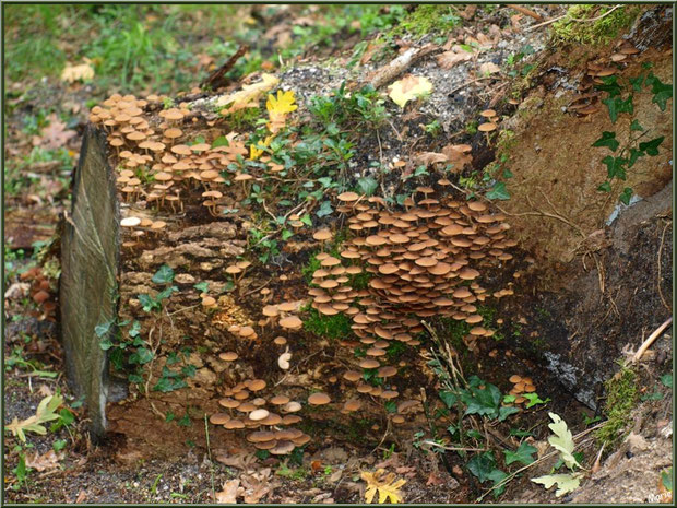Collybies en colonie sur un tronc coupé en forêt sur le Bassin d'Arcachon