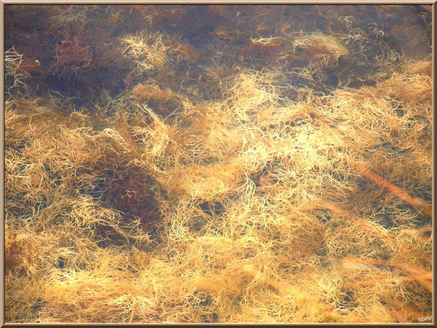 Algues, tels des cheveux d'or, dans un réservoir sur le Sentier du Littoral, secteur Moulin de Cantarrane, Bassin d'Arcachon