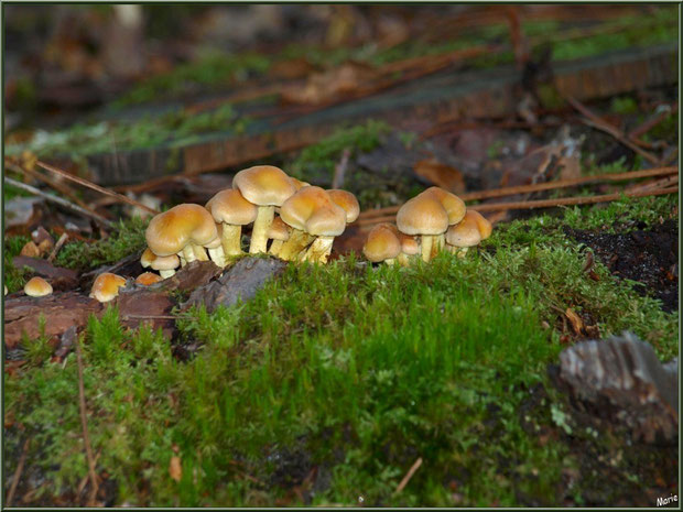 Hypholomes en Touffe en forêt sur le Bassin d'Arcachon