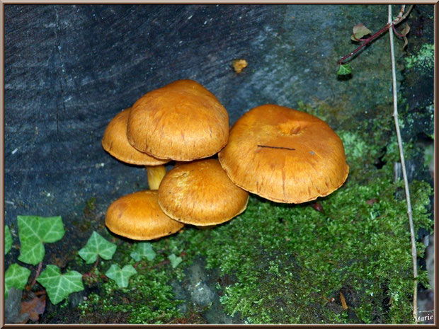 Gymnopiles Remarquables ou Pholiotes Remarquables en forêt sur le Bassin d'Arcachon