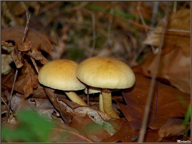 Hypholomes en Touffe en forêt sur le Bassin d'Arcachon
