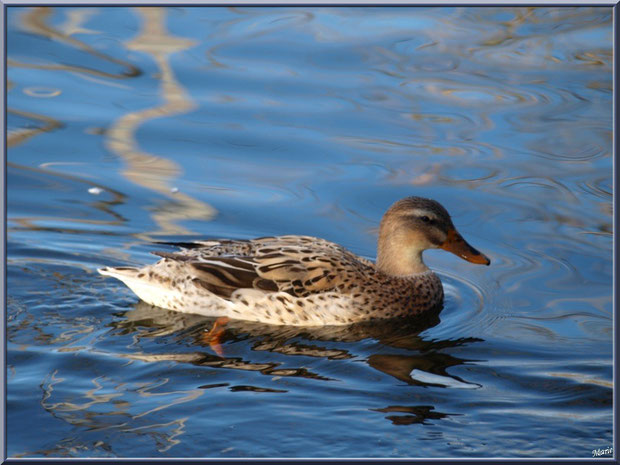 Madame canard dans le bassin à l'entrée du Parc de la Chêneraie à Gujan-Mestras (Bassin d'Arcachon)