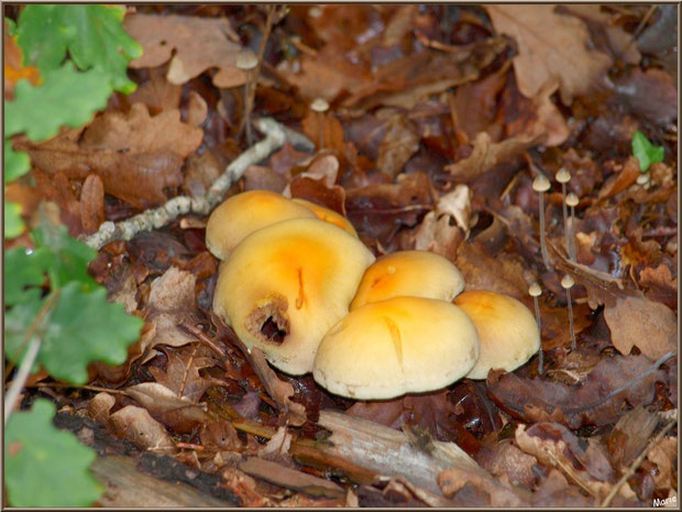 Hypholomes en bouquet et petits Mycènes en forêt sur le Bassin d'Arcachon