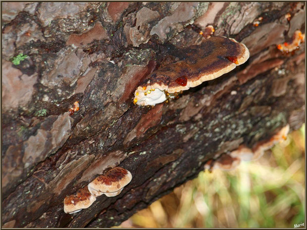 Amadouvier des Pins ou Polypore Marginé en forêt sur le Bassin d'Arcachon