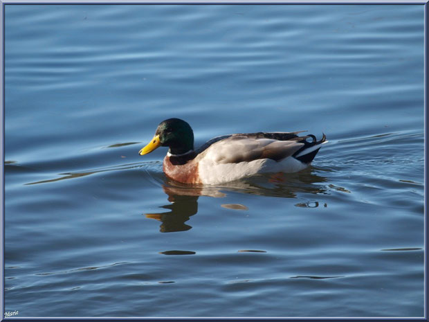 Canard Colvert dans le bassin à l'entrée du Parc de la Chêneraie à Gujan-Mestras (Bassin d'Arcachon)