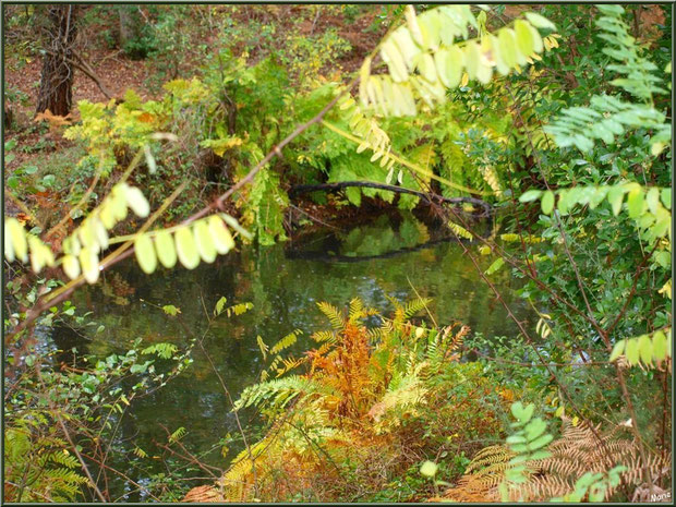 Végétation automnale et reflets sur le Canal des Landes au Parc de la Chêneraie à Gujan-Mestras (Bassin d'Arcachon)