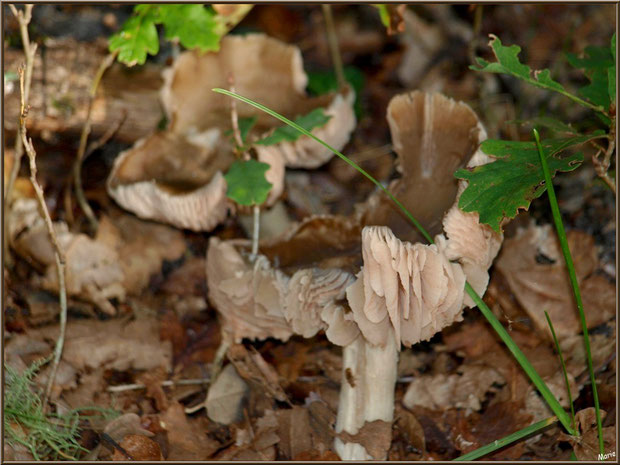 Champignons épanouis en forêt sur le Bassin d'Arcachon