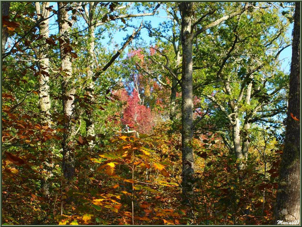 Chênes et Liquidambars (ou Copalmes d'Amérique) en période automnale, forêt sur le Bassin d'Arcachon (33) 