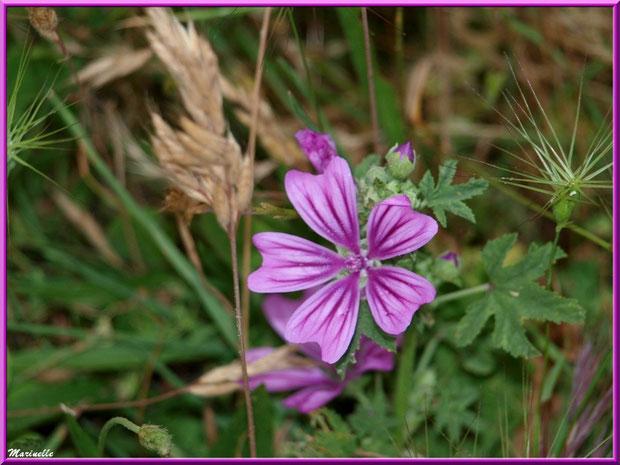 Mauve Sylvestre ou Mauve des Bois ou Grande Mauve, flore sur le Bassin d'Arcachon (33)