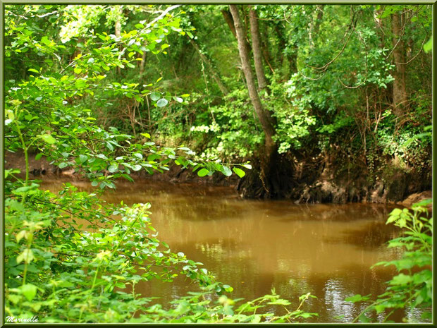 Végétation luxuriante et reflets en bordure de La Leyre, Sentier du Littoral au lieu-dit Lamothe, Le Teich, Bassin d'Arcachon (33) 