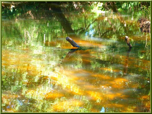 Verdoyance, bois et reflets en bordure de La Leyre, Sentier du Littoral au lieu-dit Lamothe, Le Teich, Bassin d'Arcachon (33) 