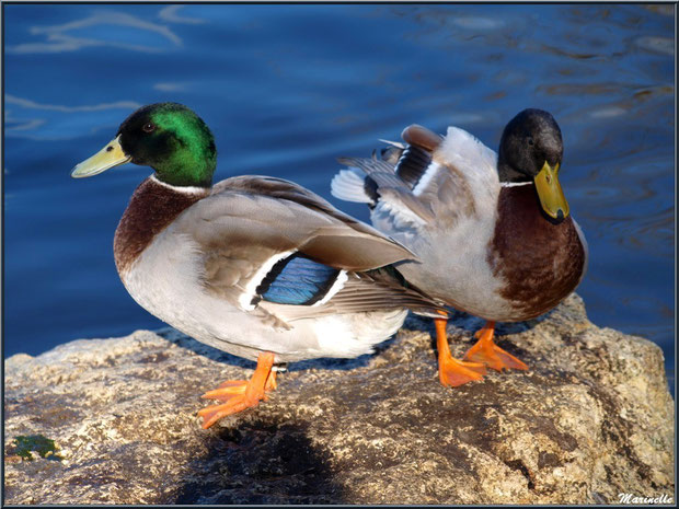 Canards Colvert en duo en bordure du bassin à l'entrée du Parc de la Chêneraie à Gujan-Mestras (Bassin d'Arcachon)