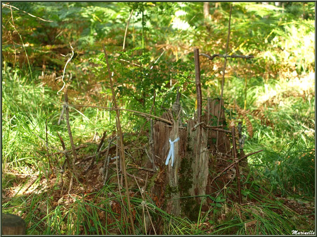 Linge pansement pendu à un arbrisseau afin que les maux s'envolent au vent à côté de la fontaine Saint Clair à Mons, Belin-Beliet (33)