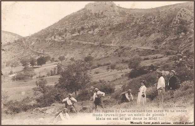 Récolte de la lavande dans la Drôme Provençale (carte postale ancienne, collection privée)