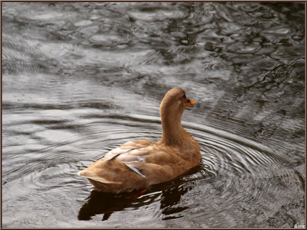 Jeune canard dans le bassin à l'entrée du Parc de la Chêneraie à Gujan-Mestras (Bassin d'Arcachon)