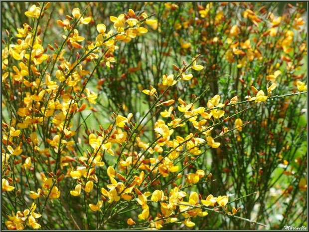 Genêt en fleurs à la Pisciculture des Sources à Laruns, Vallée d'Ossau (64)