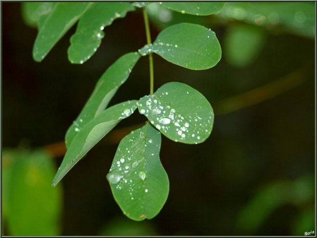 Feuilles d'acacia après ondée au Parc de la Chêneraie à Gujan-Mestras (Bassin d'Arcachon)