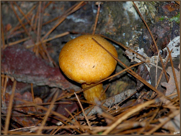 Gymnopile Remarquable ou Pholiote Remarquable en forêt sur le Bassin d'Arcachon
