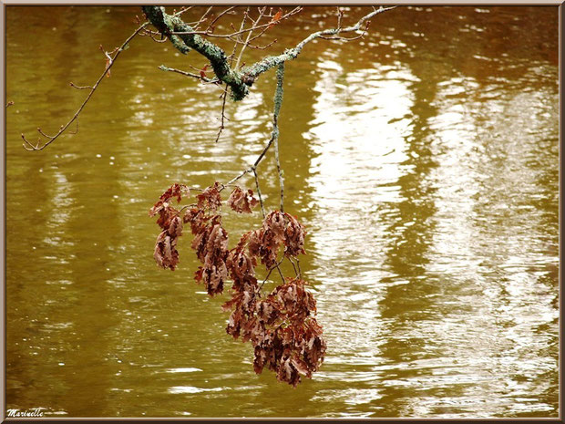 Branche de chêne au-dessus du Canal des Landes au Parc de la Chêneraie à Gujan-Mestras (Bassin d'Arcachon)