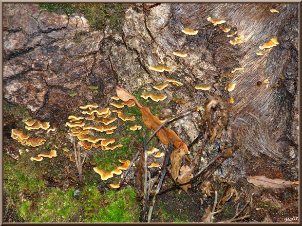 Stérée en forêt sur le Bassin d'Arcachon