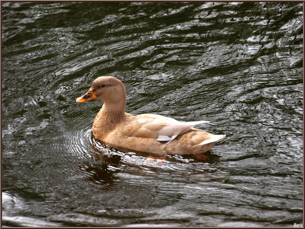 Jeune canard dans le bassin à l'entrée du Parc de la Chêneraie à Gujan-Mestras (Bassin d'Arcachon)