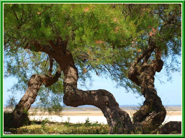 Plage de La Hume et ses tamaris centenaires à Gujan-Mestras Bassin d'Arcachon